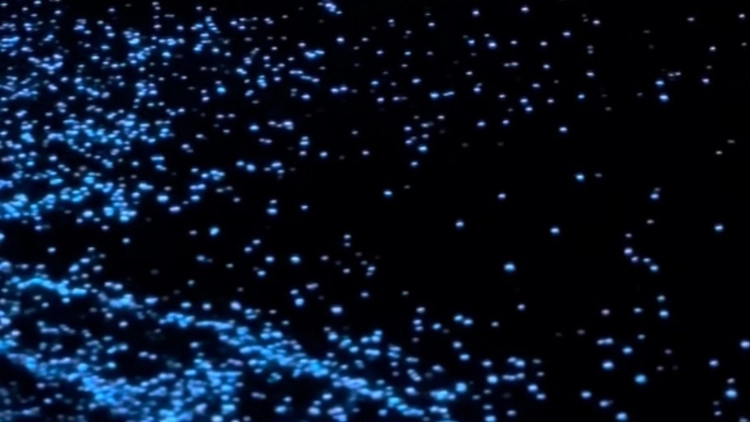 Passeio Noturno para Observa&ccedil;&atilde;o dos Pl&acirc;nctons (SA&Iacute;DA DE ATINS)